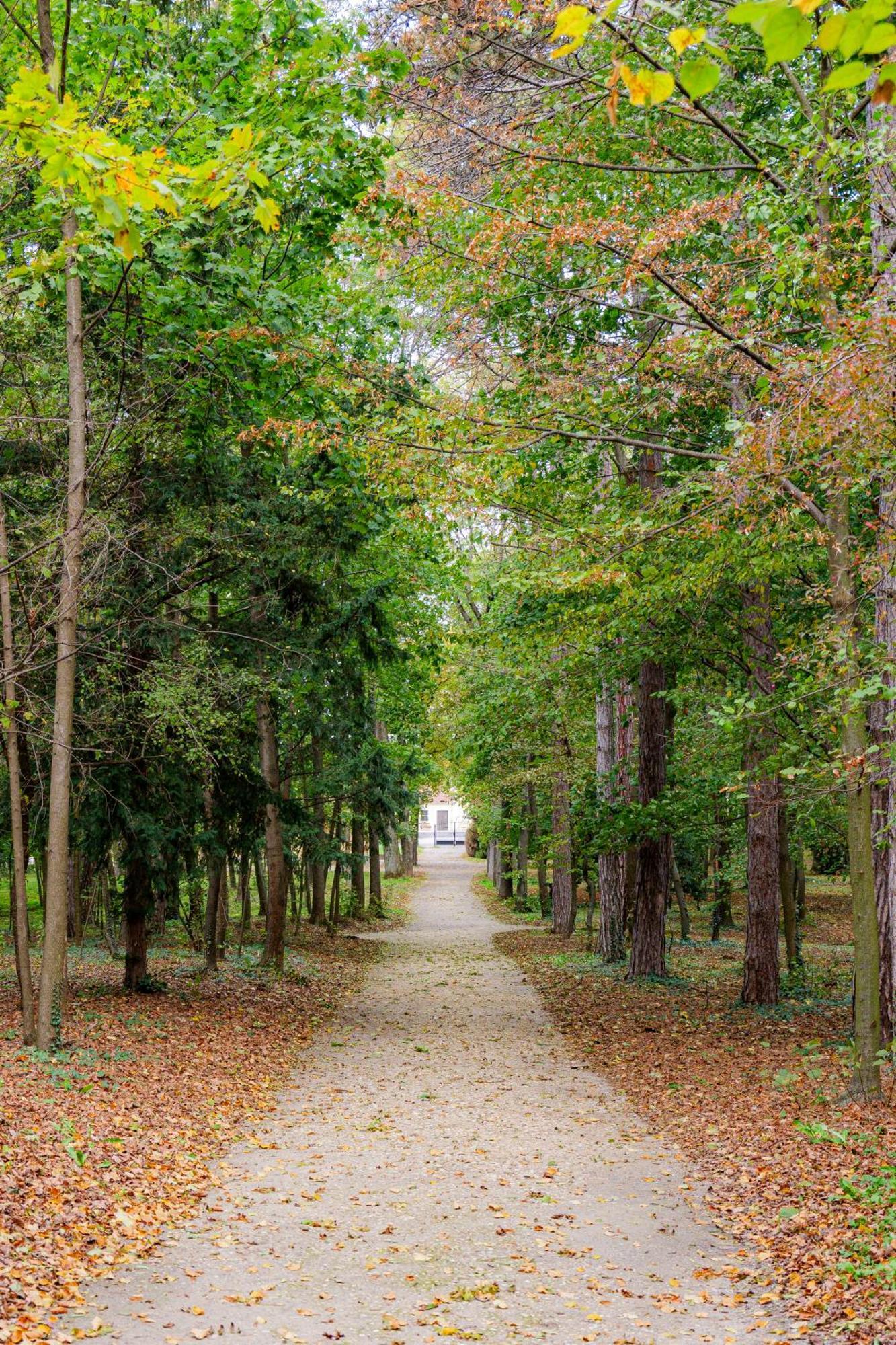 Villa Rose Close To Vienna & Airport Maria Ellend 외부 사진